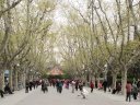 プラタナス並木で太極拳をする上海の人々