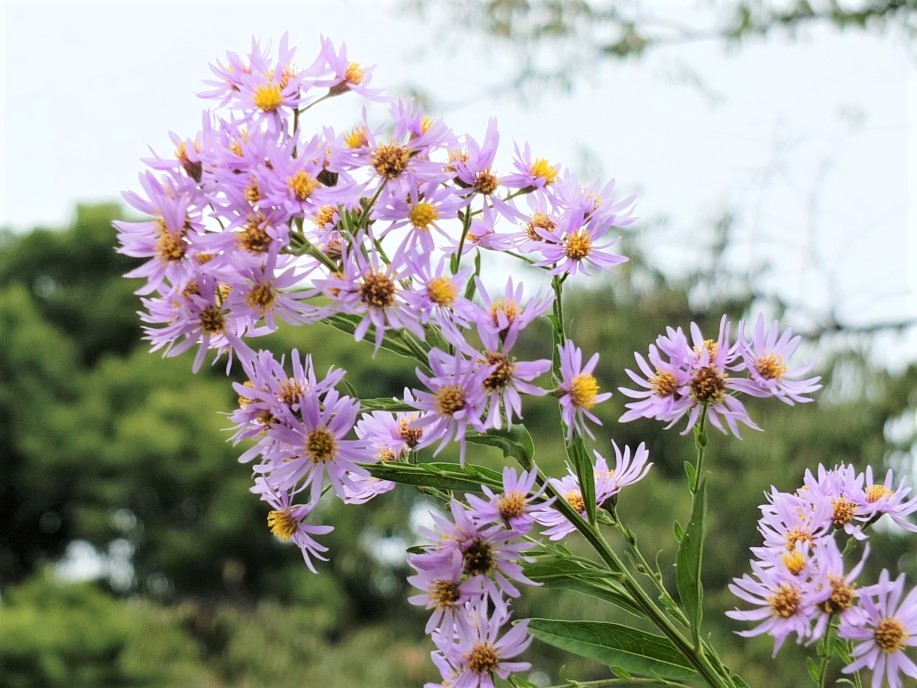 シオン 紫苑 野の花ノート