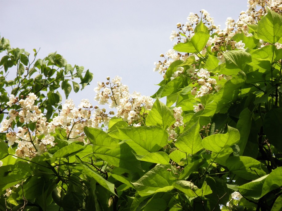 アメリカキササゲ アメリカ木大角豆 樹の花ノート