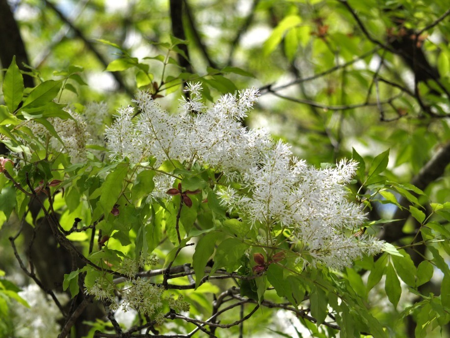 アオダモ 青梻 樹の花ノート