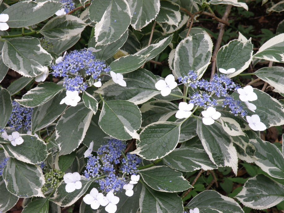 フイリガクアジサイ（斑入り額紫陽花） - 樹の花ノート