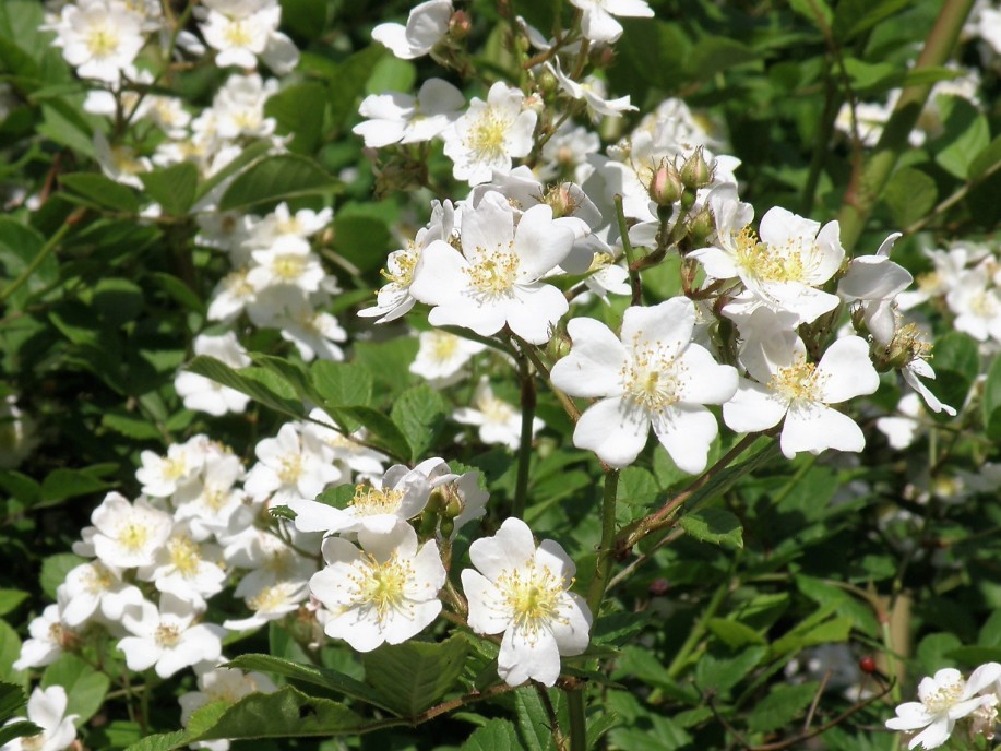 原種バラ 樹の花ノート