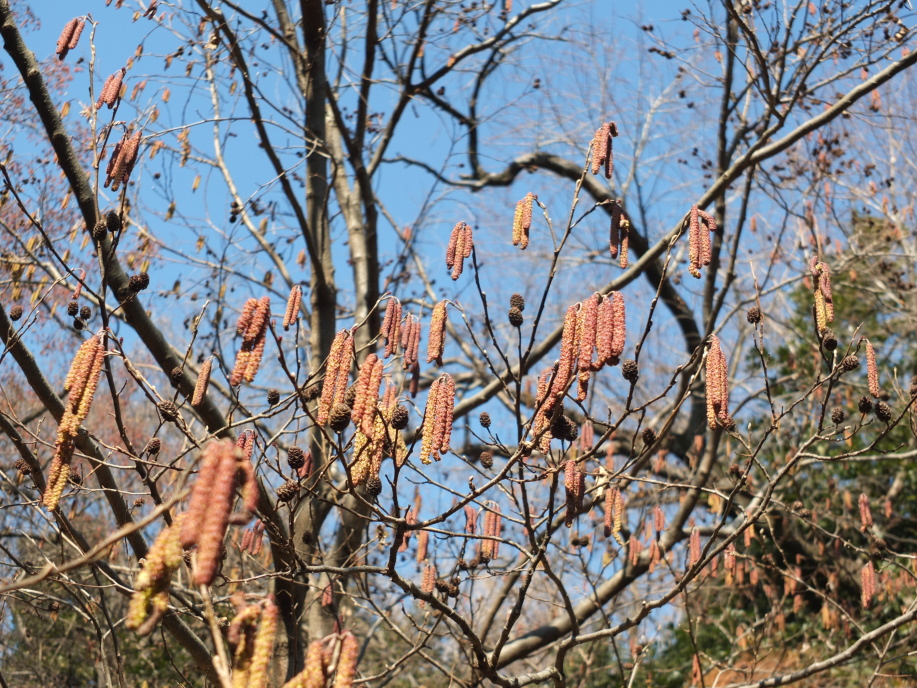 ハンノキ 榛の木 赤楊 樹の花ノート
