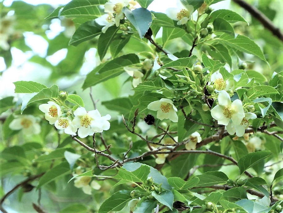 ヒメシャラ 姫沙羅 樹の花ノート