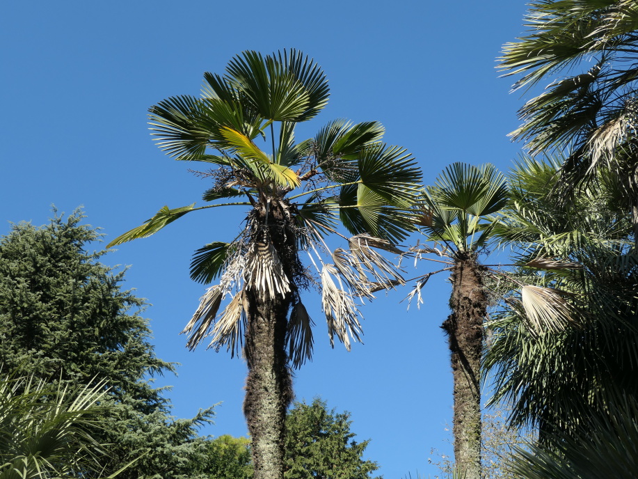 トウジュロ (唐棕櫚) シュロの木 - 植物/観葉植物